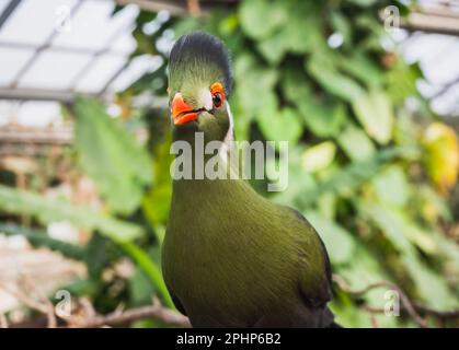 Porträt des afrikanischen bunten Vogels Knysna Turaco, Tauraco corythaix. Nahaufnahme, weiße, seltene exotische lourie. Auf der Krokodilfarm in Pierrela Stockfoto