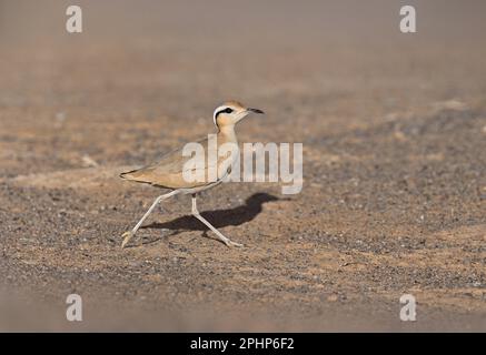 Cremefarbener Kursleiter - Cursorius Cursor Stockfoto