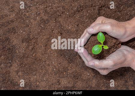 Horizontaler Schuss mit Blick auf die Hände einer Frau, die eine junge Kürbispflanze in den Boden transplantiert. Speicherplatz kopieren. Stockfoto