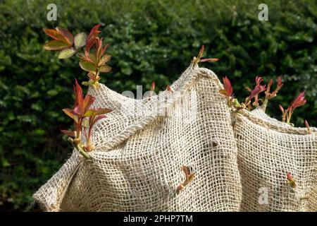 Neue Triebe wachsen durch Juteschutztextilien Standard Rose, Triebe des Wachstums im Frühjahr Stockfoto