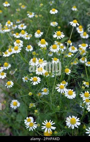 Unparfümierte Kamille (Tripleurospermum maritimum) wächst in der Wildnis unter Gräsern Stockfoto