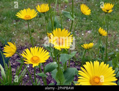 Im Frühling blüht die gelbe Doronicum-Kamille auf dem Blumenbeet Stockfoto