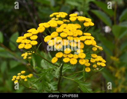 Tansy gewöhnliche (Tanacetum vulgare) blühen auf der Wiese in freier Wildbahn Stockfoto
