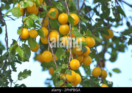 Uber die Zweige der baumreifen Früchte der Kirschpflaume (Prunus cerasifera) Stockfoto