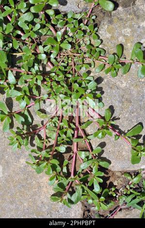 In der Natur, im Boden, wie ein Unkraut Portulaca oleracea (Portulaca oleracea) Stockfoto