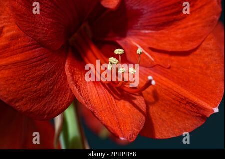 Makroaufnahme von rotem Amaryllis (Amaryllidaceae) mit gelbem Pollen. Stockfoto