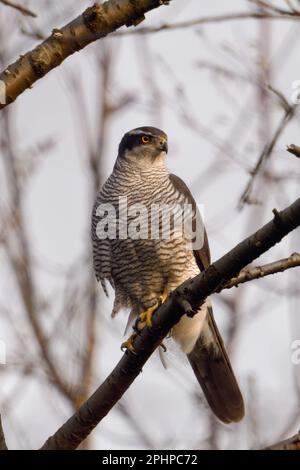Heimlicher Jäger... Nördlicher Goshawk ( Accipiter gentilis ), männlicher Goshawk jagt Stockfoto