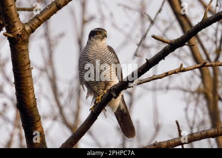 Heimlicher Jäger... Goshawk (Accipiter gentilis), männlicher Goshawk auf Jagd Stockfoto