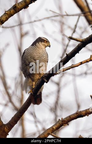 Raubvogel... Habicht ( Accipiter gentilis ), männlicher Falke, der im Wald in den Zweigen einer Wildkirsche sitzt Stockfoto