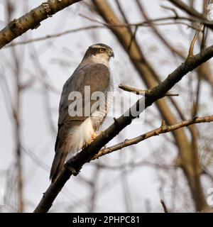 Unauffällig... Goshawk ( Accipiter gentilis ), männlicher Goshawk in den Zweigen der Bäume Stockfoto