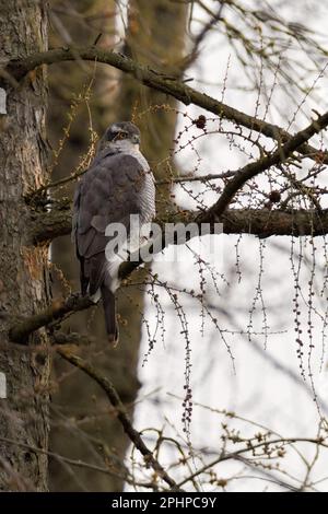 In den Lärchen... Goshawk (Accipiter gentilis), männlich ruht in einer Lärche neben dem Kofferraum Stockfoto