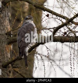 In den Lärchen... Goshawk ( Accipiter gentilis ), männlich ruht in der Nähe des Stamms im Baum Stockfoto