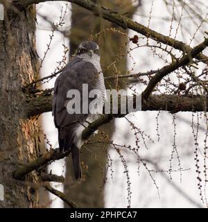 Augenkontakt... Nördlicher Goshawk (Accipiter gentilis), männlicher Goshawk, der in einer Lärche sitzt Stockfoto