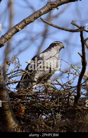 Auf die Augen... Nördlicher Goshawk ( Accipiter gentilis ), erwachsener weiblicher Goshawk auf seinem Nest Stockfoto