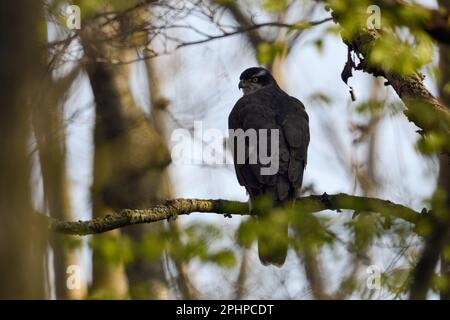 Waldgeist... Goshawk ( Accipiter gentilis ), weiblicher Goshawk in ihrem typischen Lebensraum Stockfoto