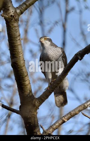 Während der Jagd... Goshawk (Accipiter gentilis) sucht nach Beute Stockfoto