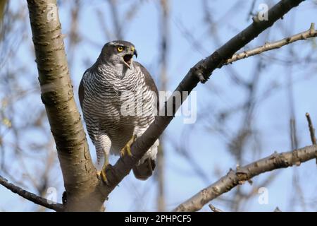 Energisch... Goshawk ( Accipiter gentilis ), weiblicher Goshawk ruft laut im Wald Stockfoto