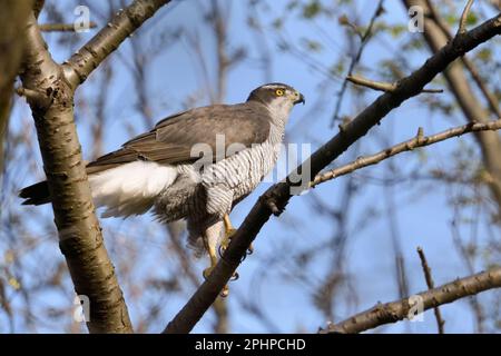 Stattliche weibliche Falke... Goshawk ( Accipiter gentilis ) hoch oben in den Baumwipfeln Stockfoto
