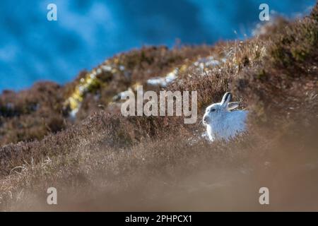 Schneehase (Lepus timidus) Stockfoto