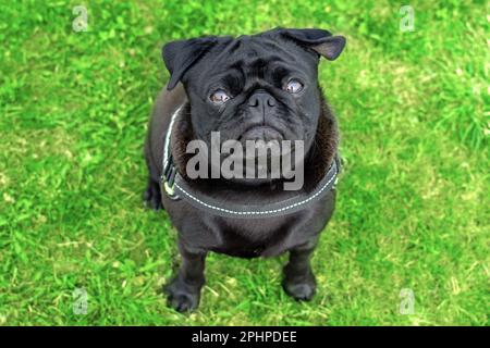 Schwarzer Mopps pug Hund sitzt und schaut in die Kamera. Stockfoto