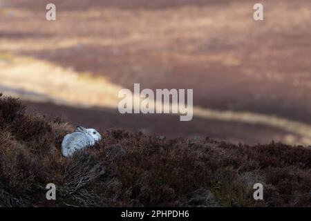 Schneehase (Lepus timidus) Stockfoto