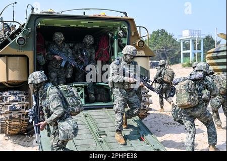 Pohang, Südkorea. 29. März 2023. Südkoreanische Marines stürmen am 29. März 2023 den Strand in Pohang, Südkorea. Die Vereinigten Staaten und Südkorea veranstalten zum ersten Mal seit fünf Jahren die Ssangyong-Übung zum amphibischen Angriff, inmitten einer wachsenden Bedrohung durch Nordkorea. Foto: Thomas Maresca/UPI Credit: UPI/Alamy Live News Stockfoto