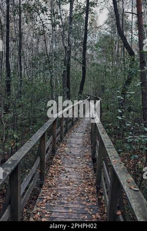 Holzweg, der durch den Sumpf und Wald in einem Naturpark führt. Herbstliche Waldlandschaft Stockfoto