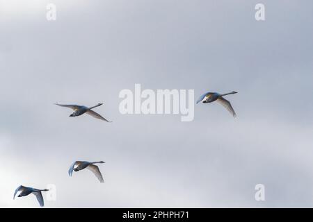 Eine Gruppe fliegender stummer Schwäne am bewölkten Himmel. Große weiße Vögel, die von Sonnenstrahlen erleuchtet werden. Finnlands Nationalvogel. Stockfoto