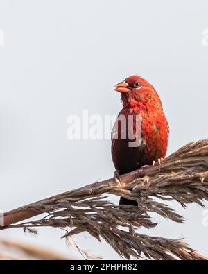 Ein roter Avadavat ruht auf einer Samenpflanze Stockfoto