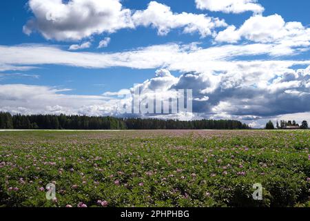 Ein Kartoffelfeld unter einem wolkigen blauen Himmel. Ein Feld voller rosa Blumen. Der Himmel voller großer Wolken. Landwirtschaftliche Sommerlandschaft. Kartoffelernte. Wald Stockfoto