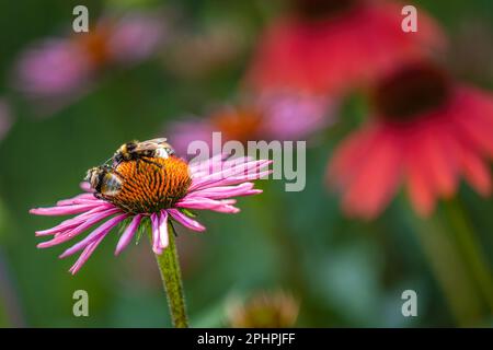 Zwei Hummeln (bombus), die Pollen auf einem Coneflower (Echinacea) mit schlanken rosa Blütenblättern ernten Stockfoto