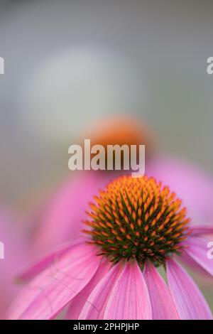 Nahaufnahme von zwei Coneflowers (Echinacea) mit rosa Blütenblättern in voller Blüte - konzentrieren Sie sich auf eine Blume im Vordergrund Stockfoto