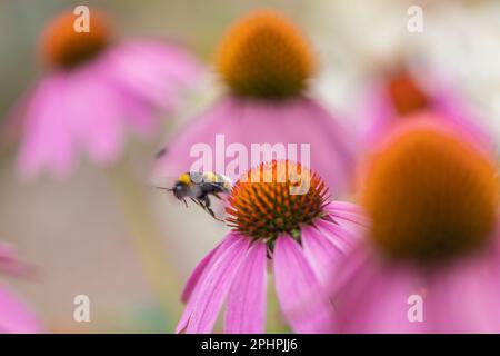 Eine Hummel (bombus), die nach der Pollenernte von einem Coneflower (Echinacea) mit rosa Blütenblättern wegfliegt Stockfoto