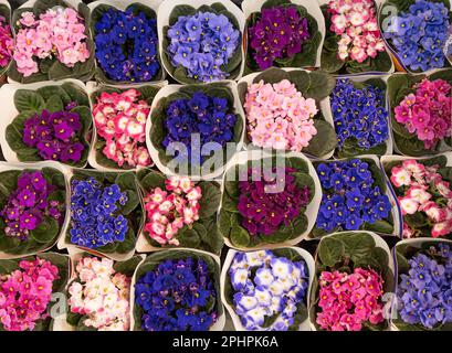 Viele afrikanische Veilchen, Draufsicht, Blurred White Flowers Bouquet, Makrofoto von violetten Blütenblättern mit selektivem Fokus Stockfoto