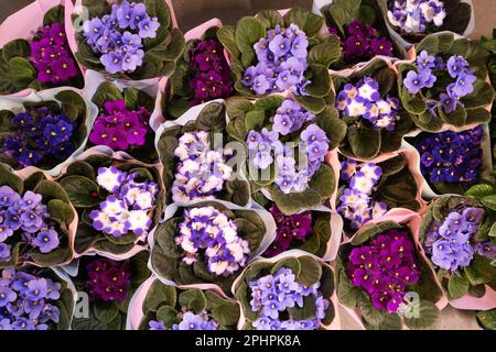 Viele afrikanische Veilchen, Draufsicht, Blurred White Flowers Bouquet, Makrofoto von violetten Blütenblättern mit selektivem Fokus Stockfoto