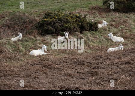 Eine Herde weiblicher Kashmiri-Ziegen Capra Markhor einige mit Kindern auf den oberen Hängen der Landzunge des Großen Orme in Llandudno, Nordwales Stockfoto