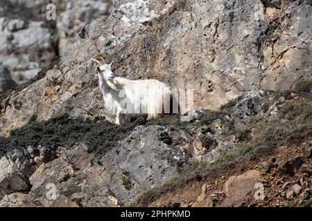 Eine einsame weibliche Kashmiri-Ziege Capra Markhor auf den zerklüfteten Klippen des Großen Orme nahe der Westküste in Llandudno, Nordwales. Stockfoto