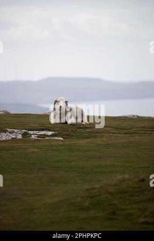 Ein einsames Schaf Ovis aries liegt auf dem Gras auf dem Gipfel des Großen Orme in Llandudno, Nordwales mit Conwy-Mündung und der Irischen See dahinter Stockfoto