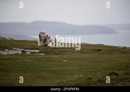 Ein einsames Schaf Ovis aries liegt auf dem Gras auf dem Gipfel des Großen Orme in Llandudno, Nordwales mit Conwy-Mündung und der Irischen See dahinter Stockfoto