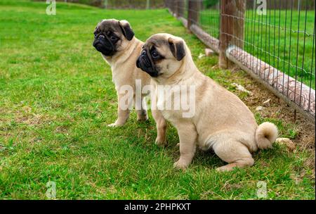 Zwei süße kleine Wischmopps, die Hunde poppen, die im Garten sitzen. Stockfoto