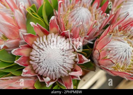 Exotisches rotes Protea-Blütendesign, Blurred Flowers Bouquet, Makrofoto von orangefarbenen Blütenblättern mit selektivem Fokus Stockfoto