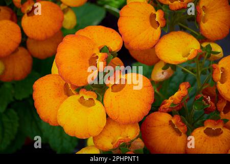 Wunderschöne Calceolaria-Blume, auch bekannt als Lady's Portemonnaie, Hausschuhe und Taschenbuchblume Stockfoto