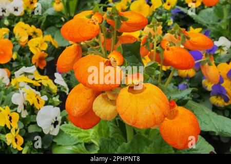 Wunderschöne Calceolaria-Blume, auch bekannt als Lady's Portemonnaie, Hausschuhe und Taschenbuchblume Stockfoto