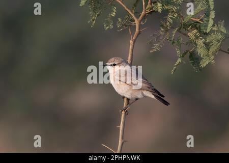 Isabelline wheatear oder Oenanthe isabellina beobachtet in Rann von Kutch in Gujarat, Indien Stockfoto