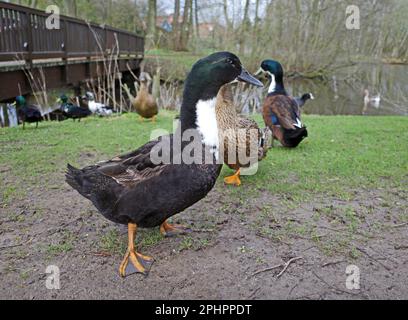 Angespannte Ente wartet auf Essen. Hinter ihm steht die Konkurrenz Stockfoto