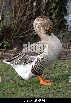 Ein domestizierter Nachkomme des Graugans, der sich selbst pflegt. Es ist eine Toulouse-Gans mit Taulap. Stockfoto