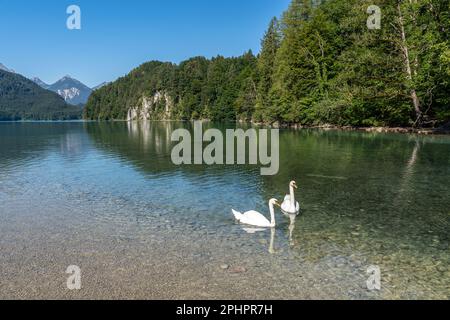 Schöner Bergsee Alpsee in der Nähe von Schloss Neuschwanstein, Bayern, Deutschland Stockfoto