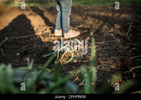 Zwiebelreihen mit grünen Sprossen im Gemüsegarten im Frühling. Verfahren zum Anpflanzen von gekeimten Zwiebeln bei Sonnenuntergang. Stockfoto