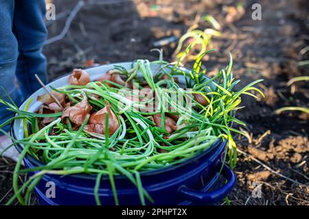 Kochtopf mit gekeimten Zwiebeln, die im Frühling im Garten gepflanzt werden können. Grünanbau auf einem umweltfreundlichen Bauernhof Stockfoto