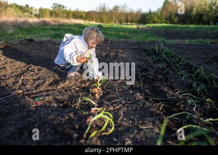 Uber den Vorgang der Zwiebelpflanzung im Herbst. Das Kind hilft beim Pflanzen von Gemüse für die kommende Ernte Stockfoto